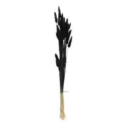 Xenos Droogbloem - Lagurus - zwart - 60 cm- Kunstbloemen