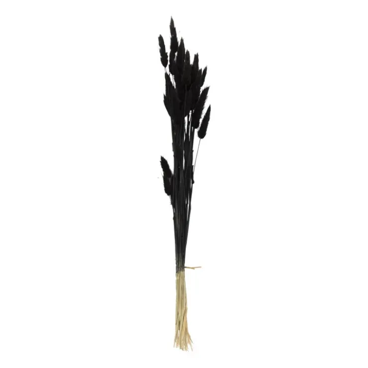 Xenos Droogbloem - Lagurus - zwart - 60 cm- Kunstbloemen