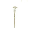 Xenos Droogbloemen - diverse varianten - 38 cm- Kerstcadeaus|Kunstbloemen