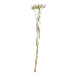 Xenos Droogbloemen - diverse varianten - 38 cm- Kerstcadeaus|Kunstbloemen