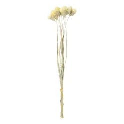 Xenos Droogbloemen - diverse varianten - 38 cm- Kerstcadeaus|Kunstbloemen