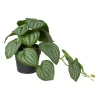 Xenos Kunstplant peperomia - 17 cm- Kunstplanten