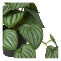 Xenos Kunstplant peperomia - 17 cm- Kunstplanten