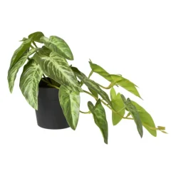 Xenos Kunstplant syngonium - 17 cm- Kunstplanten