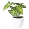 Xenos Kunstplant syngonium - 16 cm- Kunstplanten