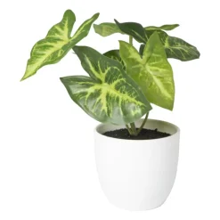 Xenos Kunstplant syngonium - 16 cm- Kunstplanten