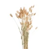 Xenos Lagurus - 70 cm- Kunstbloemen
