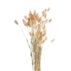 Xenos Lagurus - 70 cm- Kunstbloemen