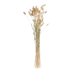 Xenos Lagurus - 70 cm- Kunstbloemen