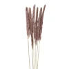 Xenos Pluim smal - 6 stuks - 70 cm- Kunstbloemen