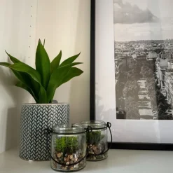 Xenos Vetplantje in glas - ø6x6.7 cm- Kunstplanten