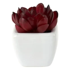 Xenos Vetplantjes - klein in pot - diverse varianten- Kunstplanten