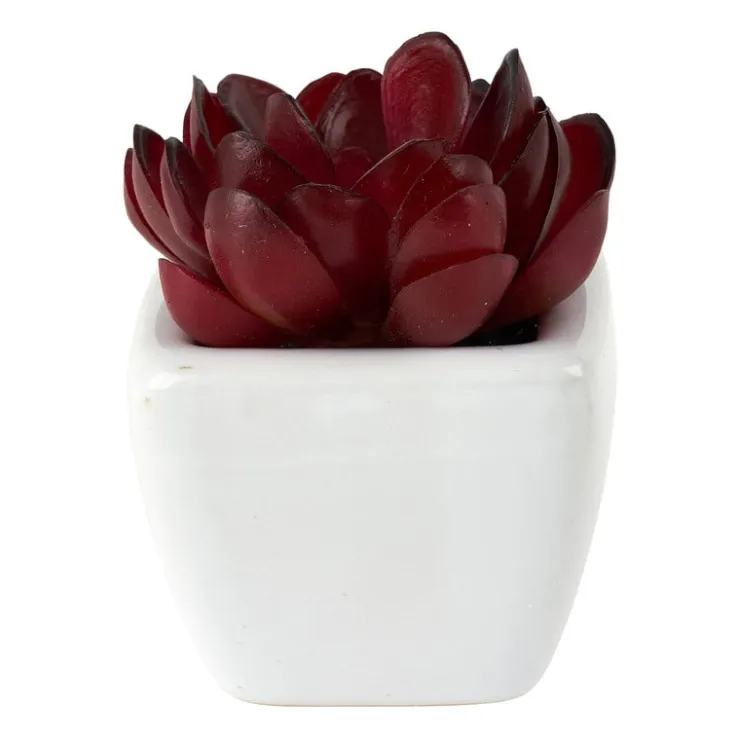 Xenos Vetplantjes - klein in pot - diverse varianten- Kunstplanten